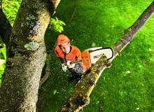 Podkrzesywarka spalinowam cicha i wydajna, do pielęgnacji drzew z poziomu ziemi do wysokości 5m, Stihl/Fot.: mat. pras. Podkrzesywarka spalinowam cicha i wydajna, do pielęgnacji drzew z poziomu ziemi do wysokości 5m, Stihl/Fot.: mat. pras.