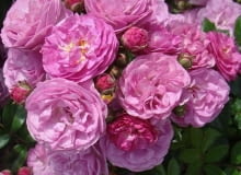 róża ‘Allevia’ róża ‘Allevia’