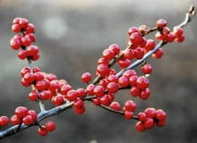 Ostrokrzew okółkowy traci liście na zimę, ale zachowuje urodziwe owoce s