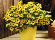 Najwięcej wspaniałych nowych odmian pojawia się zwykle wśród roślin balkonowych. Nic dziwnego. To przecież kwiaty dla tych, którzy lubią częste zmiany i chcą, żeby ich balkon zwracał uwagę i budził zazdrość. <BR />ROŚLINY BALKONOWE. Symphony, osteospermum, rośnie szybko, ładnie się rozkrzewia i kwitnie obficie przez cały sezon. Najwięcej wspaniałych nowych odmian pojawia się zwykle wśród roślin balkonowych. Nic dziwnego. To przecież kwiaty dla tych, którzy lubią częste zmiany i chcą, żeby ich balkon zwracał uwagę i budził zazdrość. <BR />ROŚLINY BALKONOWE. Symphony, osteospermum, rośnie szybko, ładnie się rozkrzewia i kwitnie obficie przez cały sezon.