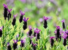 Kwiatostany lawendy francuskiej dorastają do 40-50cm wysokości Kwiatostany lawendy francuskiej dorastają do 40-50cm wysokości