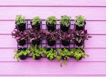 Jasnoróżowy kolor tła wspaniale kontrastuje z ciemną zielenią. Jasnoróżowy kolor tła wspaniale kontrastuje z ciemną zielenią.