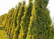 ONE TIME USE ONLY DO JEDNORAZOWEGO UZYCIA