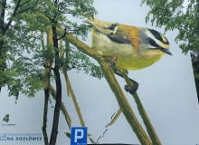 Ptasie murale na osiedlu Na Kozłówce - Zniczek