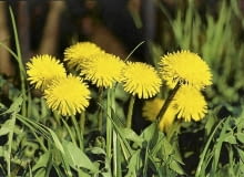 Mniszek, chociaż urodziwy, jest uciążlliwym chwastem zwłaszcza na trawnikach MNISZEK LEKARSKI TARAXACUM OFFICINALE CHWAST ROSLINA UZYTKOWA FOT. LILIANNA SOKOLOWSKA SLAJD MALY PUBLIKACJA KWIETNIK NR 7 (127) - 7.2005 SLOWA KLUCZOWE: ROSLINY KWIATY ZDJĘCIE DO WKŁADKI: PUBLIKACJA KWIETNIK NR 7 (127) - CZASOPISMA