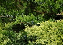 Jałowiec sabiński (Juniperus sabina)