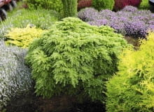 10.09.2008 WARSZAWA ROSLINY OKAZY SYLWETKI DLA MIESIECZNIKA OGRODY SZKOLKA KRZEWOW I DRZEW OZDOBNYCH SZYMANOWSKI NZ.ROSLINY DRZEWA CHOINA KANADYJSKA ' YEDDELOH ' FOT. WOJCIECH SURDZIEL / AGENCJA GAZETA PUBLIKACJA OGRODY NR 1 (117) - 1 2009 PUBLIKACJA LADNY DOM NR 11 (145) - 11 2010 SLOWA KLUCZOWE: ROSLINY DRZEWA ZDJĘCIE DO WKŁADKI: PUBLIKACJA OGRODY NR 1 (117) - CZASOPISMA