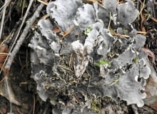 Plecha pawężnicy węgierskiej jest z wierzchu ciemna, a od spodu biała. Rozpościera się płasko na ziemi.