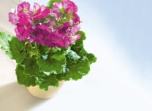 23.01.2008 WARSZAWA SESJA KWIATY WE WNETRZU NZ PIERWIOSNEK KUBKOWATY PRIMULA OBCONICA ' PURPLE IMPROVED ' STYLIZACJA ANETA KOSIBA DLA CZASOPISMA KWIETNIK FOT. ARKADIUSZ SCICHOCKI / AGENCJA GAZETA PUBLIKACJA KWIETNIK NR 4 (160) - 4 2008