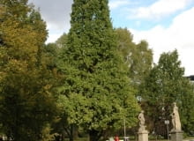 Dąb szypułkowy Quercus robur 'Fastigiata' Dąb szypułkowy Quercus robur 'Fastigiata'