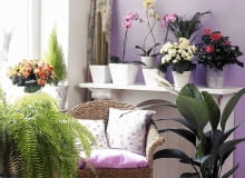 Einblatt, Hibiscus, Begonie, Palme, Orchideen, Kaktus, Zypresse, Schwertfarn SLOWA KLUCZOWE: Aufmacher Begonie Begonien Bl´te Einblatt Einbl tter Einrichtung Farn Farne Hibiscus Hibiskus Kakteen Kaktus Korbsessel Korbstuhl M^bel Orchidee Orchideen Palme Palmen Pflanze Pflanzen Pflege Regal Schwertfarn Schwertfarne Tipps Topfpflanze Topfpflanzen Umziehen Umzug Verpacken Wohnen Wohnen mit Pflanzen Zimmerpflanze Zimmerpflanzen Zypresse Zypressen hell umziehen wohnen <bertopf <bert^pfe Querformat