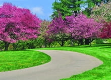 Grupa okazałych jabłoni ozdobnych - poszczególne odmiany kwitną na różowo i purpurowo. Grupa okazałych jabłoni ozdobnych - poszczególne odmiany kwitną na różowo i purpurowo.