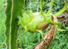 Smoczy owoc Smoczy owoc