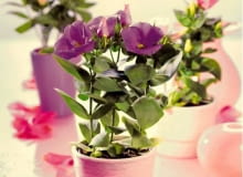 25.08.2009 ARANZACJA KWIATOW KWIETNIK STYLIZACJA JOANNA WOYDA FOT. AGATA JAKUBOWSKA / AGENCJA GAZETA