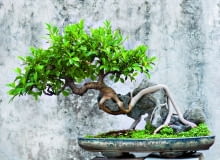 Fikus benjamina uformowany jako drzewko bonsai może łatwo gubić liście Fikus benjamina uformowany jako drzewko bonsai może łatwo gubić liście