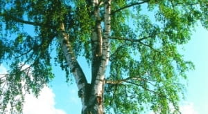 2523747 https bi