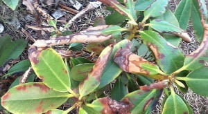 Chory rododendron. Choroby roślin