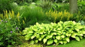 Rośliny do cienia. Tojeść kropkowana na rabacie komponuje się z funkią o złotym zabarwieniu liści.