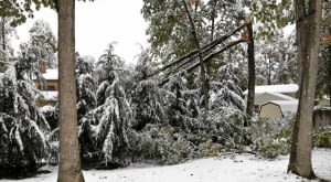 Połamane gałęzie to wynik obfitych opadów mokrego ciężkiego śniegu i silnego wiatru.