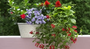 04.06.2006 KWIETNIK SKRZYNKI BALKONOWE KWIATY STYLIZACJA ALDONA ZAKRZEWSKA MONIKA LUCZKO FOT. PAWEL KISZKIEL / AGENCJA GAZETA