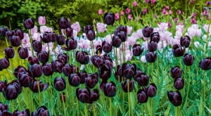 Tulipanowy duet: na pierwszym planie jedna z najciemniejszych odmian tych kwiatów, 'Queen of night'.