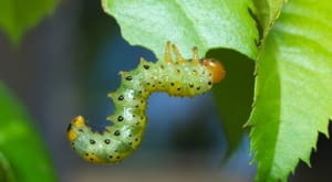 Arge ochropus — obnażacz różówki
