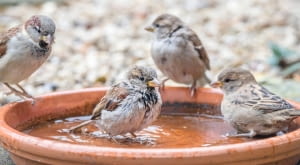 Jak podać wodę ptakom podczas mrozów?