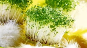 22.01.2007 WARSZAWA SESJA SWIETA WIELKANOC NA ZDJECIU RZEZUCHA , OWIES STYLIZACJA JOANNA PLACHECKA DLA CZASOPISMA PORADDNIK DOMOWYY FOT. ARKADIUSZ SCICHOCKI / AGENCJA GAZETA PUBLIKACJA PORADNIK DOMOWY NR 4 (200) - 4 2007