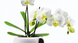 ROŚLINY DONICZKOWE. Samopodlewająca się doniczka ceramiczna do uprawy storczyków CzerwonaMaszyna.pl, 256 zł