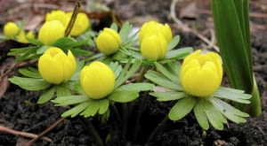 ROSLINY CEBULOWE KWIATY RANNIK ZIMOWY ERANTHIS HYEMALIS FOT. KATARZYNA BELLINGHAM PUBLIKACJA KWIETNIK NR 3 (147) - 3 2007 SLOWA KLUCZOWE: ROSLINY KWIATY ZDJĘCIE DO WKŁADKI: PUBLIKACJA KWIETNIK NR 3 (147) - CZASOPISMA