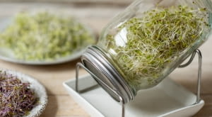 Uprawa kiełków w kiełkownicy słoikowej