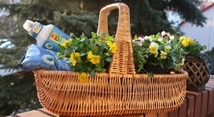 COMPO BIO AQUA DEPOT – rewolucja w gospodarowaniu wodą w uprawie roślin