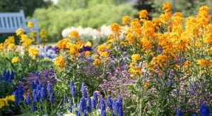 Lak pospolity (Erysimum cheiri)