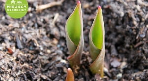 Wzrastające tulipany