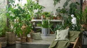 Urban jungle