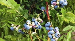 Zbyt gęsto rosnące borówki mogą słabiej owocować.