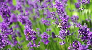 Lawenda wąskolistna (Lavandula angustifolia)