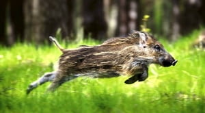 Dzik - i młody (na zdjęciu), i stary - potrafi być bardzo szybki, ale na krótkich dystansach