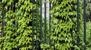 Encyklopedia roślin: Dachowkowato ulozone liscie winobluszczu trojklapo