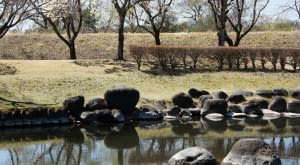 Kobushi magnolia w Japonii