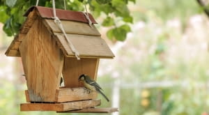 Świadome dokarmianie ptaków - kiedy skończyć i jak zadbać o karmnik po zimie?