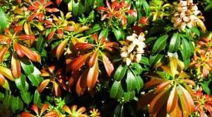 Ozdobą tych zimozielonych krzewów jest również zmienna barwa liści - na zdjęciu młode przyrosty jednej z odmian pierisa.