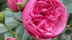 ‘The Matador®’ (Lise Nørgård) hodowczyni: Rosa Eskelund