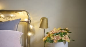 Poinsecje, ze swoimi delikatnymi kolorami i subtelnym pięknem, tworzą właśnie taką kojącą atmosferę i tworzą wyjątkowo przytulny klimat do najintymniejszych zakątków domu.