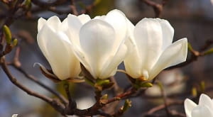 Magnolia naga jest 10-15-metrowym drzewem. Kwiaty pachnące cytryną ukazują się w kwietniu. W młodym wieku może przemarzać.