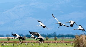 ŻURAWIE lecą w kluczach lub skośnych szeregach, wydając donośny głos zwany klangorem.