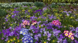 ]Spring Crocus Aconites Polyanthus and snowdrops flowering in Garden Setting Norfolk, February