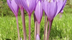 Zimowit jesienny, podobnie jak krokus, najpiękniej prezentuje się na trawniku