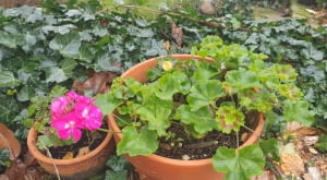 Pelargonie zimowanie