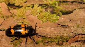 Grabarz żółtoczarny (Nicrophorus vespilloides)
